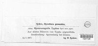 Hysteropezizella typhae image